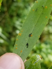 Coleosporium solidaginis