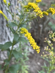 Solidago ulmifolia