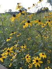 Rudbeckia triloba