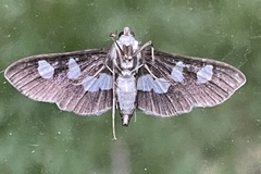 Desmia funeralis