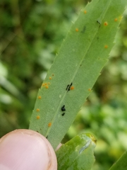 Coleosporium solidaginis