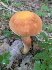 Boletus subvelutipes