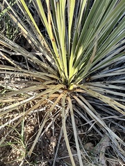 Yucca