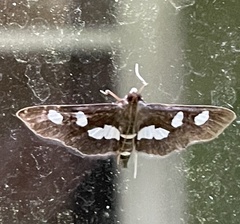 Desmia funeralis