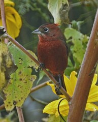 Coryphospingus cucullatus
