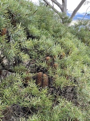 Banksia cunninghamii