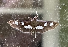 Desmia funeralis