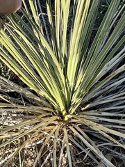 Yucca