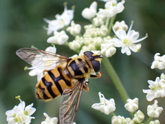 Myathropa florea