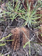 Banksia cunninghamii
