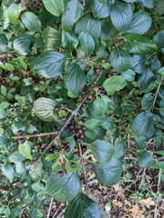 Rhamnus