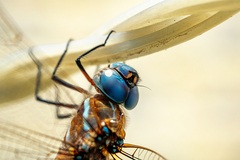 Rhionaeschna multicolor