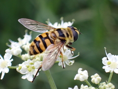 Myathropa florea