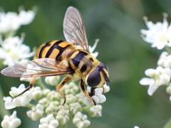 Myathropa florea