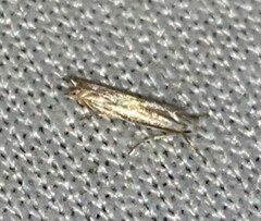 Polyhymno luteostrigella