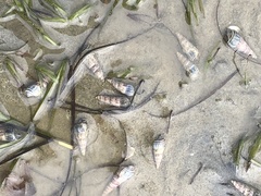 Zeacumantus lutulentus