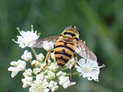 Myathropa florea