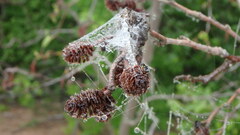 Leucospidae