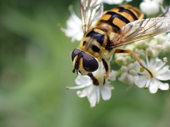 Myathropa florea