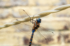 Rhionaeschna multicolor