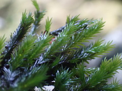 Fissidens grandifrons