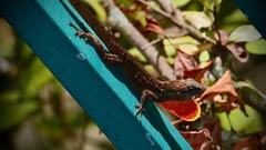 Anolis sagrei