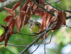 Setophaga fusca