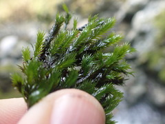 Fissidens grandifrons