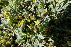 Sibbaldia procumbens