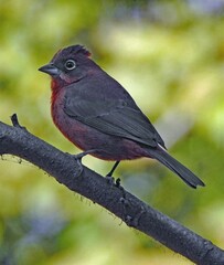 Coryphospingus cucullatus