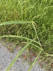 Sorghum