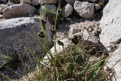 Carex helleri