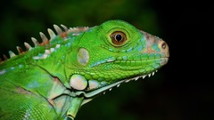Iguana iguana