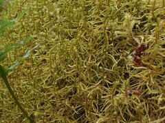 Antitrichia curtipendula