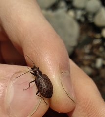 Opisthius richardsoni