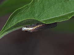 Paraulacizes irrorata