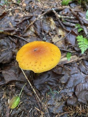 Amanita flavoconia