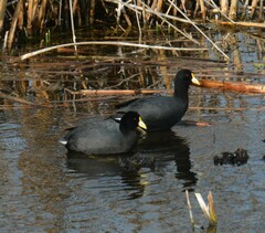 Fulica leucoptera