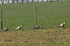 Theristicus melanopis