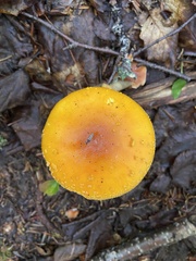 Amanita flavoconia