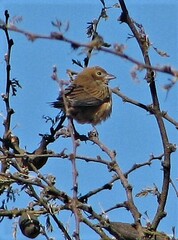 Coryphospingus cucullatus