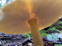 Amanita flavoconia