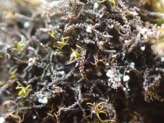Cephaloziella turneri
