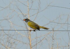 Embernagra platensis