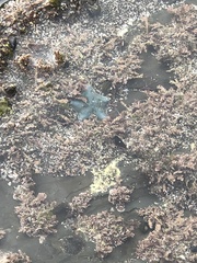 Patiriella regularis
