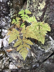 Gymnocarpium × intermedium