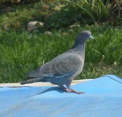 Patagioenas picazuro