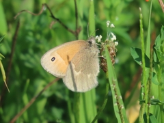 Coenonympha california