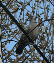 Patagioenas maculosa