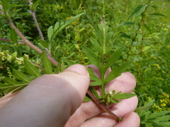 Pterygota